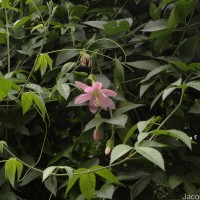Passiflora maliformis L.